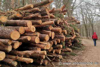 Dresden: Hitze und Trockenheit: Großes Baumsterben in Dresden - Sächsische.de