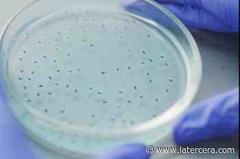 Investigadores buscan presencia de coronavirus en Animales silvestres - LaTercera