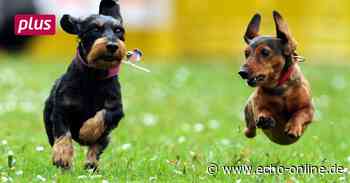 Hundesteuer in Nauheim und Trebur im Vergleich - Echo Online