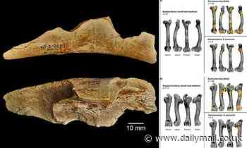 Archaeology: Cut marks on animal bones show our ancestors DID begin hunting two million years ago