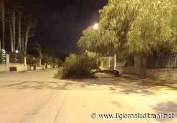 Maltempo a Trani, cade albero a Capirro: nessuna conseguenza - ilgiornaleditrani - Radio Bombo