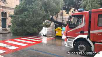 Bari, caduti altri due alberi: paura a Madonnella e Torre a Mare. Galasso: "Rimossi, ma i cittadini protestano" - La Repubblica