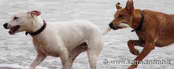 L'adolescenza nel cane: come riconoscerla e cosa fare - Il Cittadino di Monza e Brianza