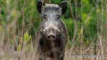 Peste suina africana: sospesa a Parma la caccia al cinghiale - La Repubblica