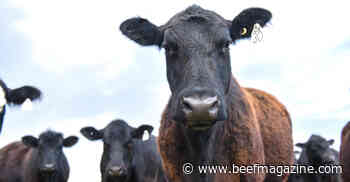 Build an optimal cattle vaccination routine