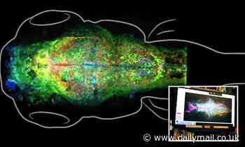 Scientists have captured the brain making memories for the first time