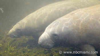 Florida Manatee Feeding Experiment Starts Slowly as Cold Looms
