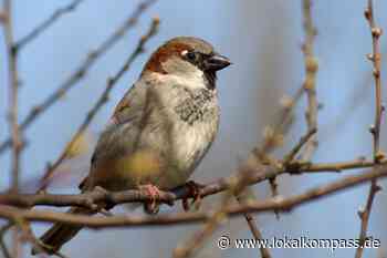 Waldvögel zieht es in Gärten und Parks - Lokalkompass.de