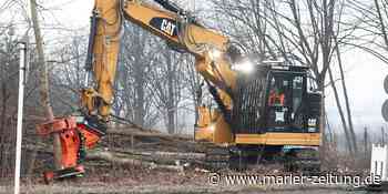 Startschuss für massive Baumfällungen an der Carl-Duisberg-Straße - Marler Zeitung