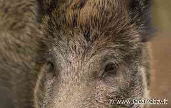 Peste Suina, Coldiretti Cuneo chiede "subito un tavolo permanente" - www.ideawebtv.it - Quotidiano on line della provincia di Cuneo - IdeaWebTv