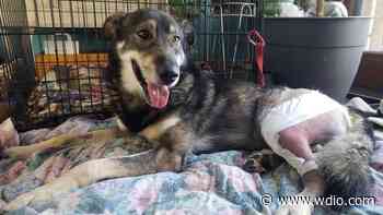 Sled dog with broken leg recovering, musher back on trail - WDIO