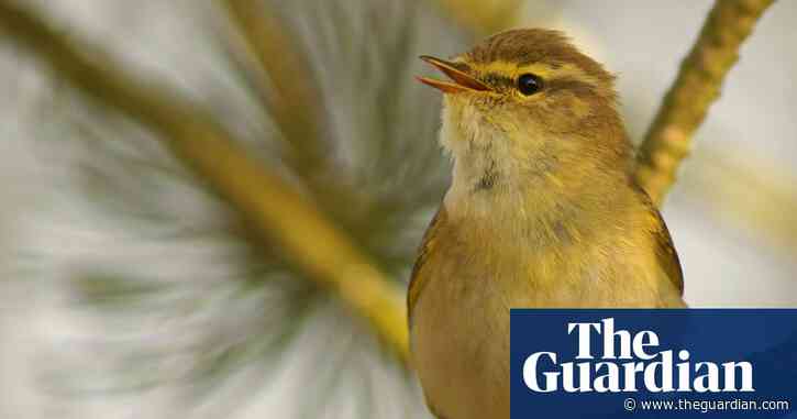 Plants at risk of extinction as climate crisis disrupts animal migration