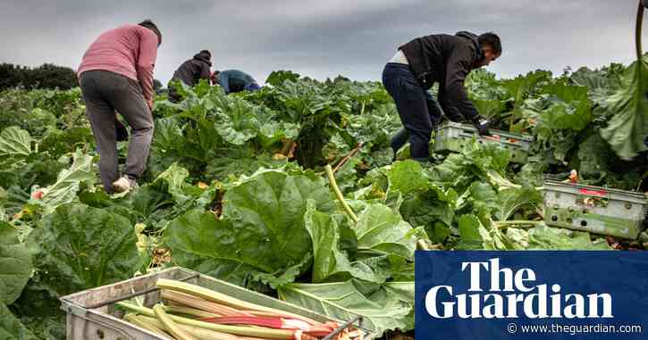 ‘No running water’: foreign workers criticise UK farm labour scheme