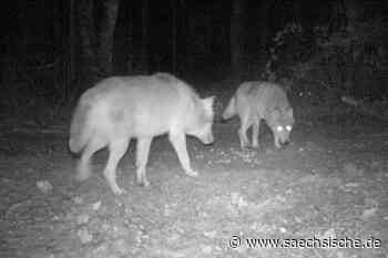 Riesa: Zeithain: Der Röderauer Wolf hat jetzt eine Braut - Sächsische.de