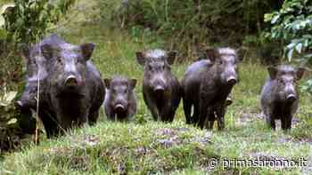 Allarme peste suina, nel Varesotto "disastro annunciato": "Cinghiali fuori controllo" - Prima Saronno