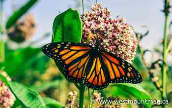 Green Coalition thanks Medicom: Monarch fields spared - westmountmag.ca