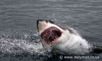 You are more likley to be attacked by a shark during a full moon, bizarre new study finds