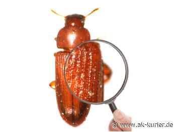 Uni Siegen: Deutsch-chinesisches Team erforscht die Bildung von Chitin - AK-Kurier - Internetzeitung für den Kreis Altenkirchen