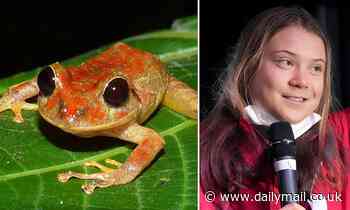 Newly discovered tiny rain frog is named after climate activist Greta Thunberg 