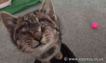 Kitten with no eyes miraculously saved - joy as Bruno bucks the odds - Express