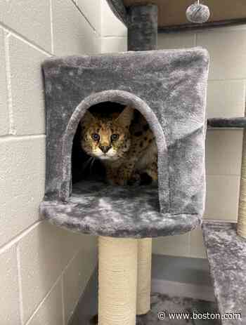 Bruno, the rare African serval found in Lincoln, is on the move - Boston.com