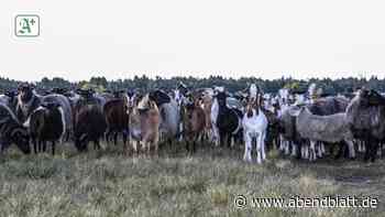 Lüneburger Heide – Schäferin: „Hunde gefährlicher als der Wolf“ - Hamburger Abendblatt