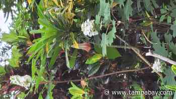 North Pinellas Master Gardener Clinic reopens after two years of closure - Tampa Bay Times
