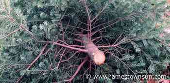 Dakota Gardener: Repurpose your live Christmas tree - Jamestown Sun | News, weather, sports from Jamestown North Dakota - Jamestown Sun