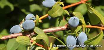 Dakota Gardener: The best blueberry for North Dakota isn't a blueberry - Jamestown Sun