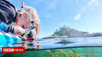 Cornwall Wildlife Trust project to help children explore coast - BBC News
