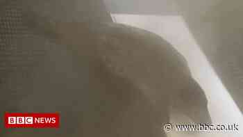 Steam therapy helping congested seals in Cornwall hospital - BBC News