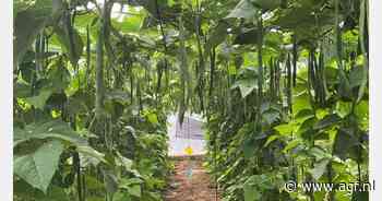 "Spaanse snijbonen halen momenteel mooie prijzen" - AGF.nl