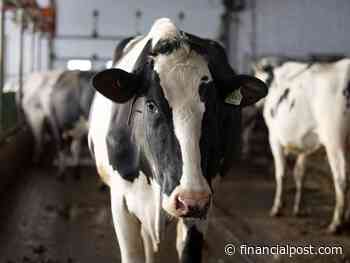 Blood in the water: Ottawa likely to face more trade battles after losing U.S. dairy dispute, lawyers say - Financial Post