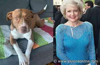 It's a Dog's Life on board with Betty White Challenge - KenoraOnline.com