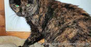 Tierschutzverein Merzig-Wadern vermittelt Katze - Saarbrücker Zeitung