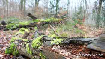 Ausflügler kassiert Anzeige nach Waldspaziergang in Herdecke - Westfalenpost
