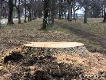 Baumfällung: Einige Eschen auf dem Schießberg in Giengen sind schon weg - Heidenheimer Zeitung