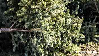 Sammelplätze in Giengen: Wo die Weihnachtsbäume zur Abholung abgelegt werden können - Heidenheimer Zeitung