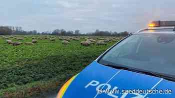 Polizisten hüten 150 entlaufene Schafe - Süddeutsche Zeitung