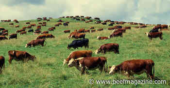 Move your beef cattle forward