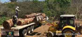 79 personas fueron denunciadas por cacería ilegal y tala de árboles - Teletica