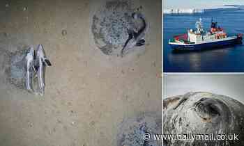 Massive icefish breeding colony is found in Antarctica's Weddell Sea 