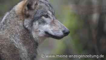 Erneute Wolfssichtung in Hessen? Dieses Tier wurde in Wirklichkeit beobachtet