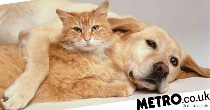These are the most popular dog and cat names from 2021