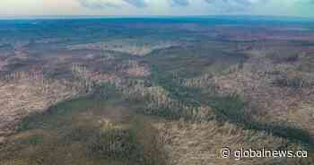 What obliterated this Northwest Territories forest? A downburst - Global News
