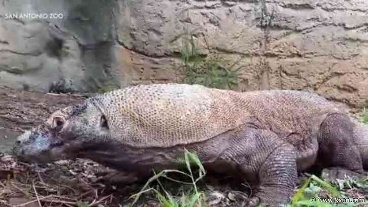 Round Rock clinic performs rare arthritis procedure on Komodo dragon