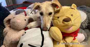 Adorable lurcher in kennels for whole pandemic can't be without Winnie the Pooh toy