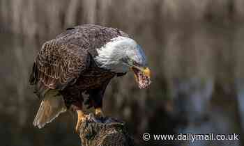 US bald eagle population growth drops 6% due to lead poisoning, study finds