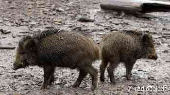 Nuove limitazioni contro la peste suina. Il sindaco di Ovada: "Duro colpo per il settore turistico" - Radiogold