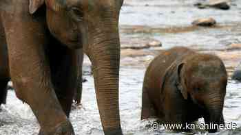 Elefanten fressen Plastikmüll auf Deponie in Sri Lanka und sterben